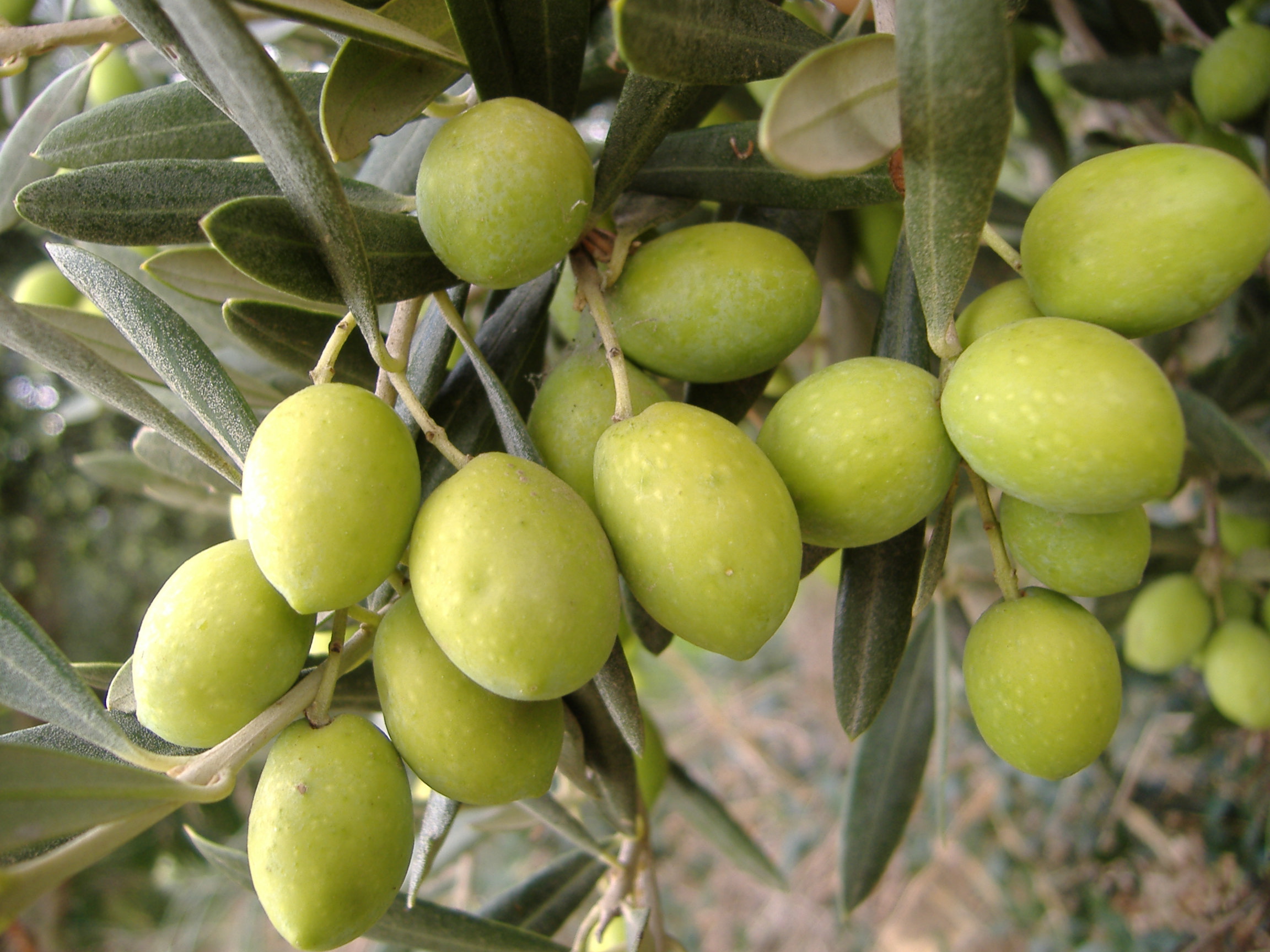 Albero Olivo Nolca - Alberi di Ulivo